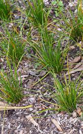   Zephyranthes candida ; photo: S.L. Winterton 