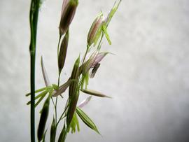   Zizania aquatica  spikelets; photo copy; Schurdle 