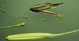   Zizania palustris  florets; photo copy; Matt Lavin 