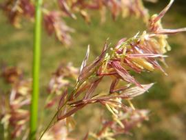   Zizania palustris  inflorescence; photo copy; Matt Lavin 