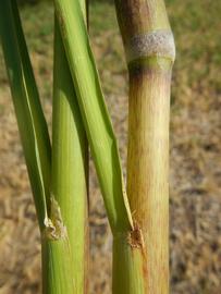   Zizania palustris  leaf sheath; photo copy; Matt Lavin 