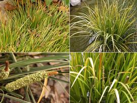   Acorus gramineus , emersed and spadix (lower left); photos: S.L. Winterton 