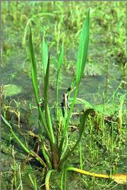   Alisma lanceolata  plant with inflorescence, emersed; photo copy; J.P. Lonchamp 