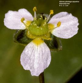   Alisma plantago-aquatica  flower; photo copy; G.D. Carr 