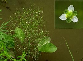   Alisma subcordatum  plant with inflorescence, inset: flower; photo copy; C.S. Lewallen 