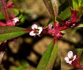   Ammannia robusta  flower; photo copy; C.S. Lewallen 