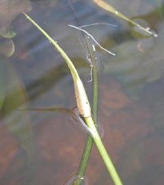   Aponogeton ulvaceus  sheathing quot;spathequot;; photo: S.L. Winterton 