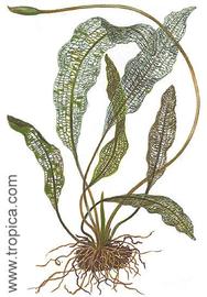   Aponogeton madagascariensis ; drawing copy; Tropica 