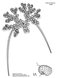   Azolla caroliniana;  drawing copy; University of Florida/IFAS Center for Aquatic and Invasive Plants, used with permission 