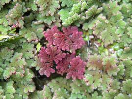   Azolla caroliniana  red and green forms, floating; photo: S.L. Winterton 