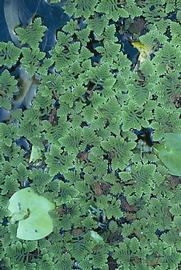   Azolla pinnata , floating; photo: S.L. Winterton 