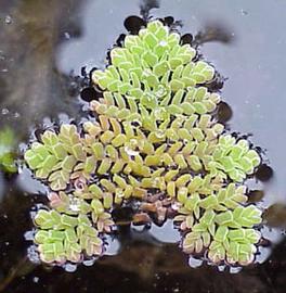   Azolla pinnata;  photo copy; S. Navie 