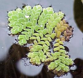   Azolla pinnata;  photo copy; S. Navie 