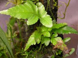   Bolbitis heteroclita  juvenile plant, emersed; photo: S.L. Winterton 