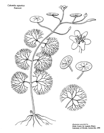   Cabomba aquatica;  drawing copy; University of Florida/IFAS Center for Aquatic and Invasive Plants, used with permission 