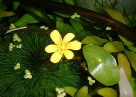   Cabomba aquatica  flower and floating leaf; photo copy; C. Gadd 