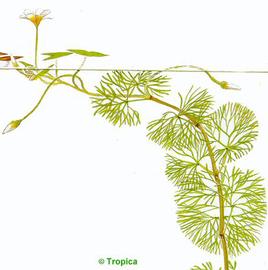   Cabomba caroliniana;  drawing copy; Tropica 