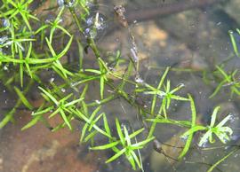   Callitriche heterophylla , submersed leaves; photo: S.L. Winterton 