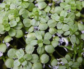   Callitriche heterophylla  floating leaves; photo: S.L. Winterton 