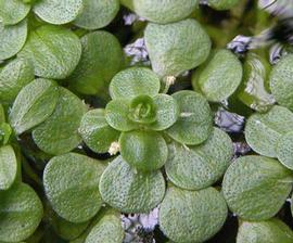   Callitriche heterophylla  floating apical rosette and flowers; photo: S.L. Winterton 