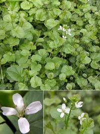   Cardamine lyrata , emersed, flowers; photos: S.L. Winterton 