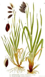   Carex atrofusca, C. atrata ; plate: C.A.M. Lindman 