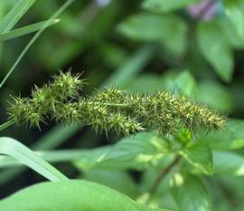   Carex crus-corvi ; photo copy; C.S. Lewallen 