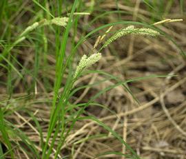   Carex emoryi ; photo copy; C.S. Lewallen 