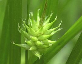   Carex grayi  inflorescence; photo copy; C.S. Lewallen 