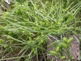   Carex lurida ; photo: S.L. Winterton 