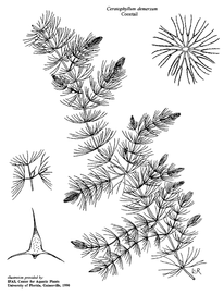   Ceratophyllum demersum ; drawing copy; University of Florida/IFAS Center for Aquatic and Invasive Plants, used with permission 