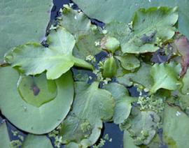   Ceratopteris cornuta , floating; photo: S.L. Winterton 