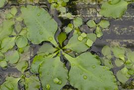   Ceratopteris cornuta , floating; photo: S.L. Winterton 