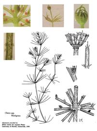   Chara  spp.; drawing copy; University of Florida/IFAS Center for Aquatic and Invasive Plants, used with permission; inset photos copy; M. Storey 