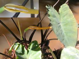   Colocasia esculenta , inset: inflorescence; photos: S.L. Winterton 