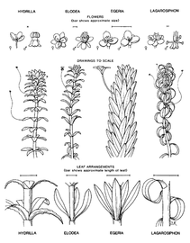  comparison of closely related genera; drawing copy; University of Florida/IFAS Center for Aquatic and Invasive Plants, used with permission 