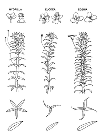  comparison of closely related genera; drawing copy; University of Florida/IFAS Center for Aquatic and Invasive Plants, used with permission 