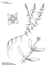   Crassula helmsii ; drawing copy; University of Florida/IFAS Center for Aquatic and Invasive Plants, used with permission 