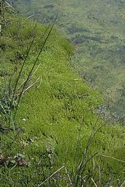   Crassula helmsii , emersed, Australia; photo: S.L. Winterton 