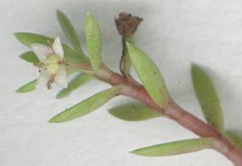   Crassula helmsii  flower; photo copy; M. Storey 