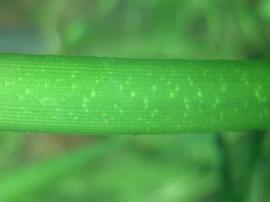   Crinum thaianum  leaf; photo: S.L. Winterton 