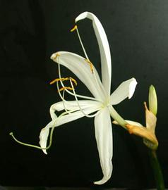   Crinum natans  flower; photo copy; Rayon Vert Aqua 