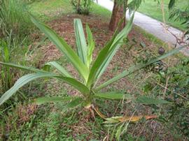   Crinum pedunculatum , Brisbane, Australia; photo: S.L. Winterton 