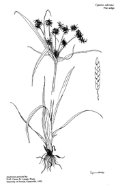   Cyperus odoratus ; drawing copy; University of Florida/IFAS Center for Aquatic and Invasive Plants, used with permission 