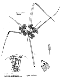   Cyperus distinctus ; drawing copy; University of Florida/IFAS Center for Aquatic and Invasive Plants, used with permission 