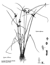   Cyperus difformis ; drawing copy; University of Florida/IFAS Center for Aquatic and Invasive Plants, used with permission 