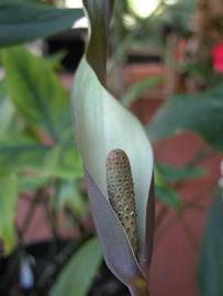   Cyrtosperma johnstonii  spadix and spathe; photo: S.L. Winterton 