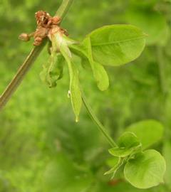   Echinodorus  sp. plantlets on inflorescence pedicel; photo: S.L. Winterton 