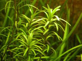   Eichhornia diversifolia , submersed; photo: S.L. Winterton 