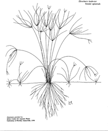   Eleocharis baldwinii ; drawing copy; University of Florida/IFAS Center for Aquatic and Invasive Plants, used with permission 